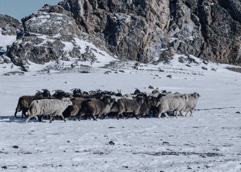 kudde schapen in de sneeuw