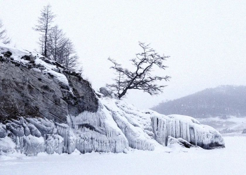 Een boom op een besneeuwde rots